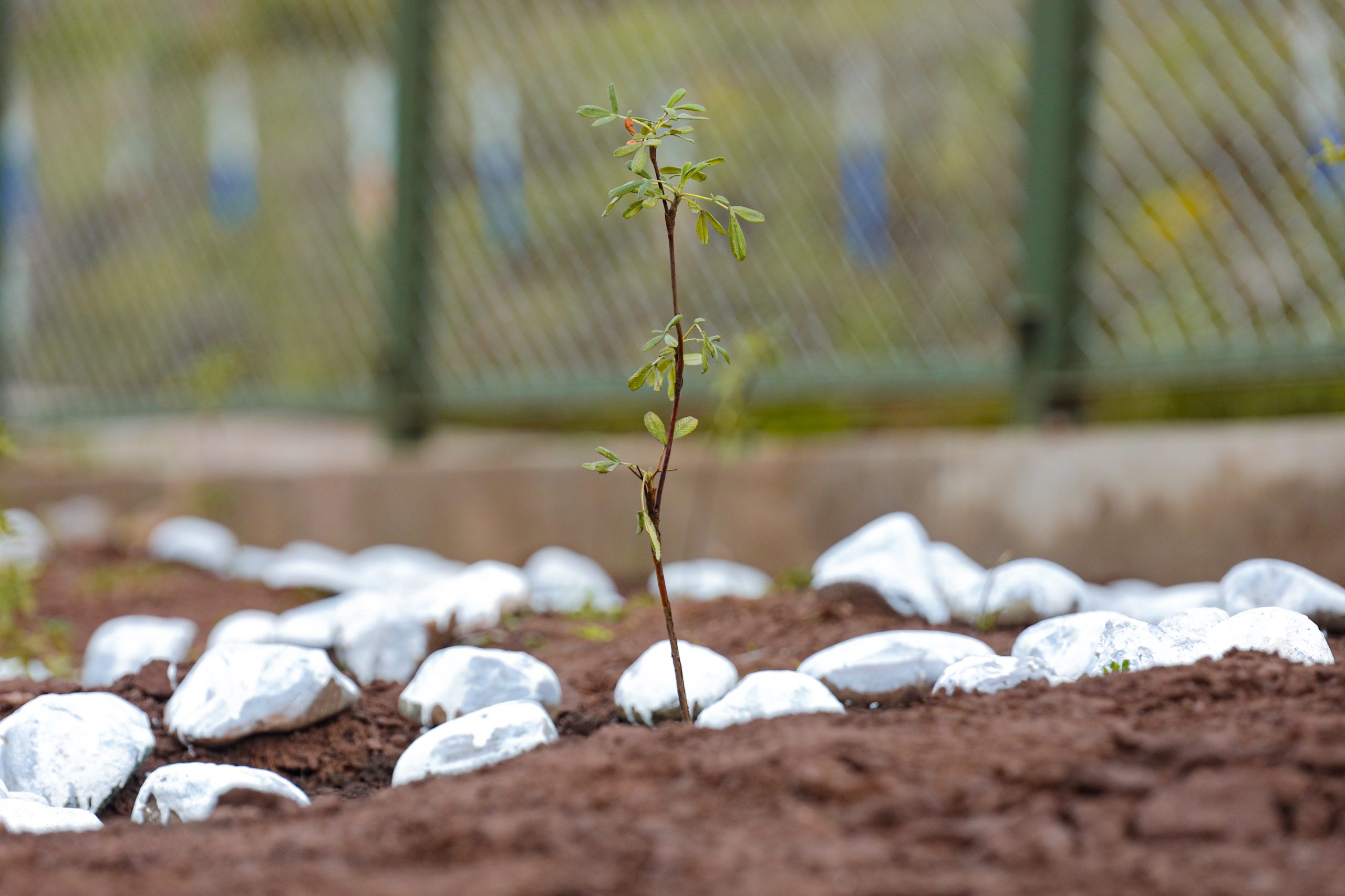 CUSCO CONTARÁ CON UN PULMÓN VERDE TRAS LA REFORESTACIÓN Y TRANSFORMACIÓN DEL BOTADERO CONTROLADO DE JAQUIRA